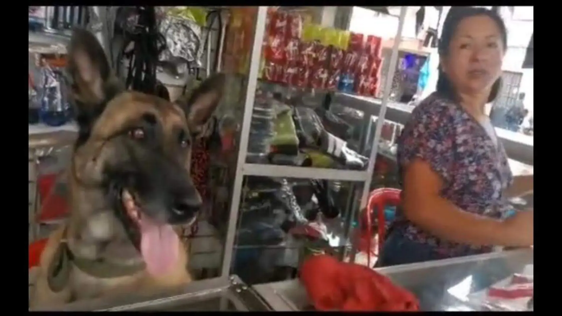 Perrita atiende ferretería y se gana el corazón de los clientes y los internautas